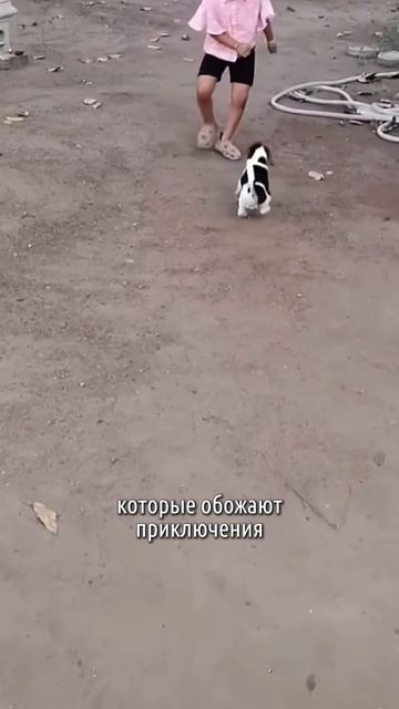 Эти собаки лучше няньки! Топ 5 пород для семей с детьми