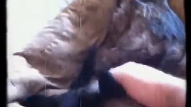 Too Much Pussy