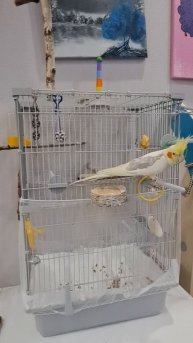 Попугай корелла сам открывает дверцу клетки #попугай #корелла #parrot #birds #cockatiel #corella