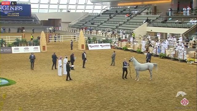 N 438 OM EL SANADEED   23rd Qatar National Arabian Horse Show   Stallions 7 10 Years Old Class 13