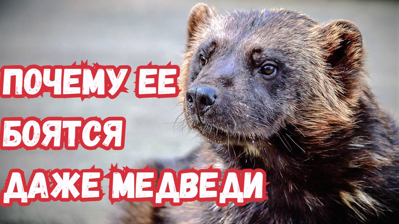 Росомаха