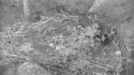 DECORAH EAGLES 8/7/2014 5:33 AM CDT FOUR VISITS N1 EARLY IN MORNING