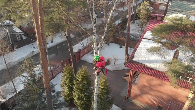 Спил со спуском частей дерева на веревках | Компания MosArboPro