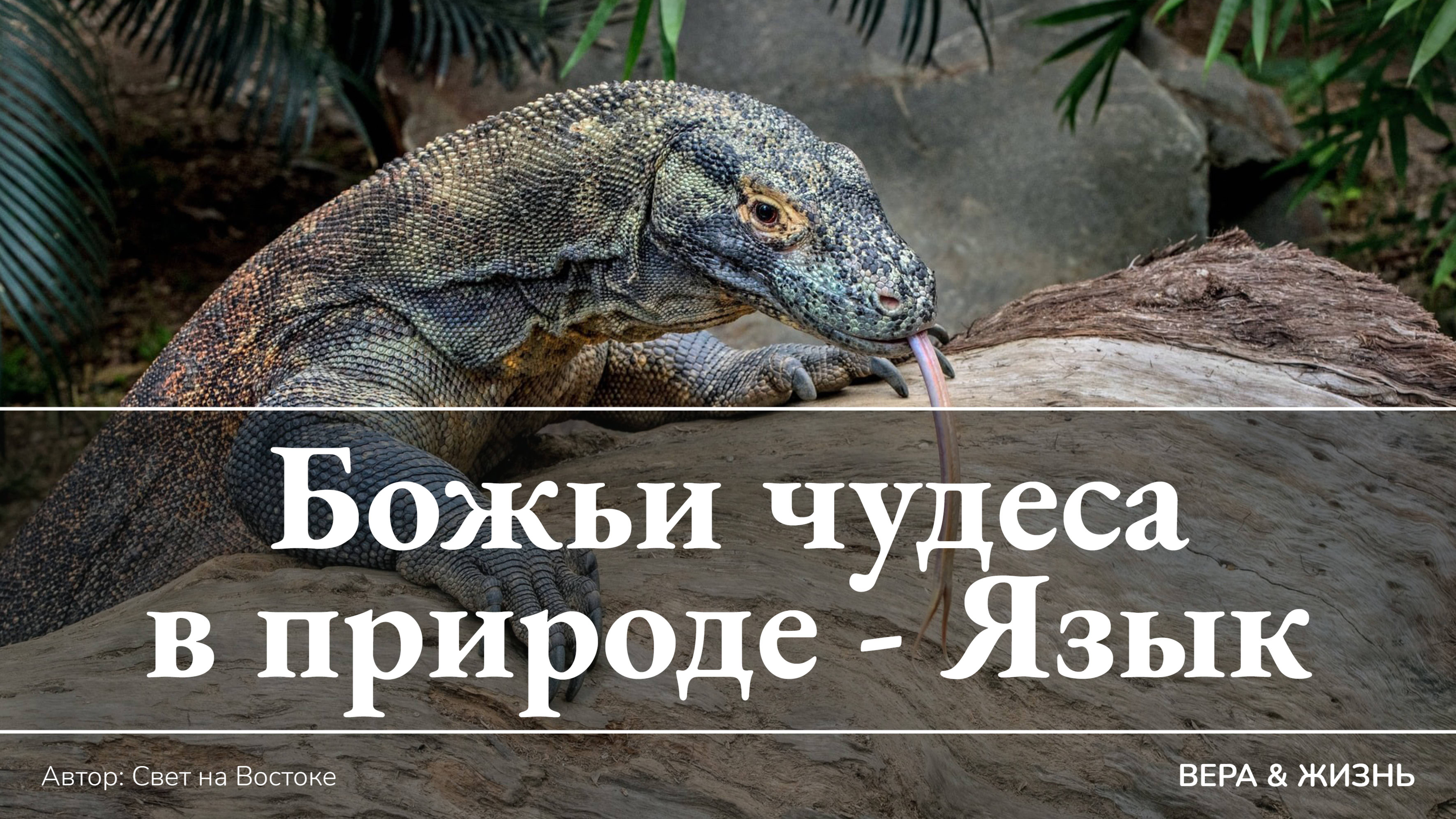 Божьи чудеса в природе