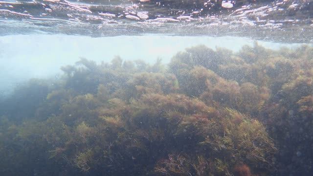 Черное море. АКУЛЬЯ БУХТА. На дне морском.