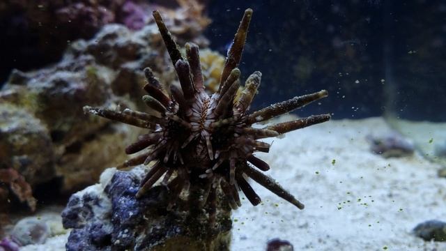 Ocean Aquarium | Camille Saint- Saëns | Carnival of the Animals "Aquarium"