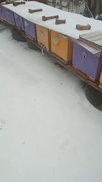 пчела опять зимует