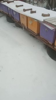 пчела опять зимует