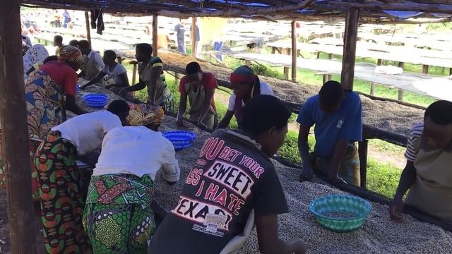 Hand Sorting Green Beans