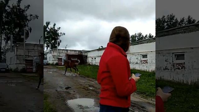 Дикая Диковинка. Жеребенок веселится #shorts