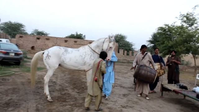 Horse white rose