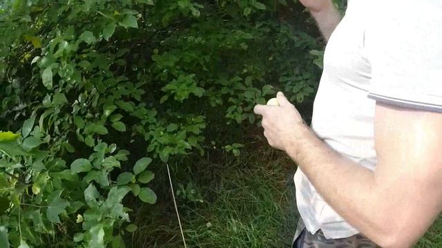 КУПИЛИ ДОМ В ДЕРЕВНЕ. КОРМИМ НАШИХ ЛОШАДЕЙ ЯБЛОКАМИ