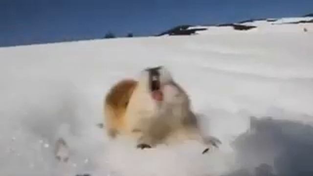Fearless Norwegian lemming screams at predator