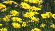 The life Of Flowers
