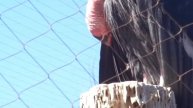 California Condor 24 カリフォルニアコンドル 24番さん Santa Barbara zoo
