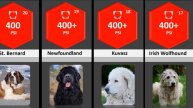 The Ultimate Showdown: Ranking 40 Dog Breeds by Their Biting Force Strength