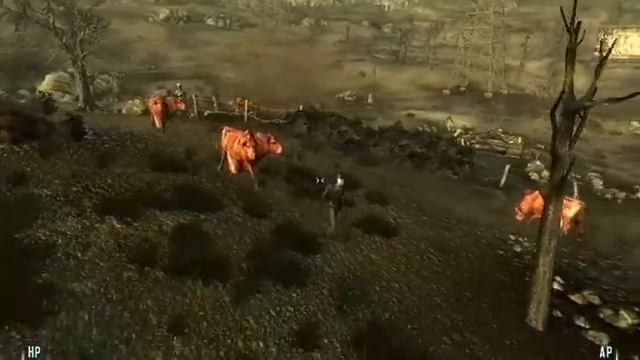 RTS NW - Brahmin whip