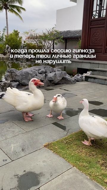 Подписывайся на канал "Олеся Ахметова" и ищи подарок в описании под видео