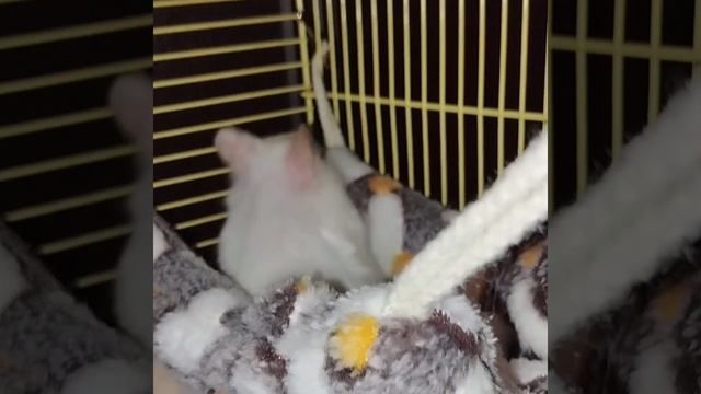 Хомяки микс