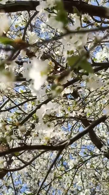1000077202.mp4