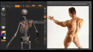 Understanding the Torso Bony Landmarks for Artists