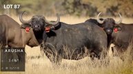 Lot 87 - Arusha | Valley Venture & Piet du Toit Auction