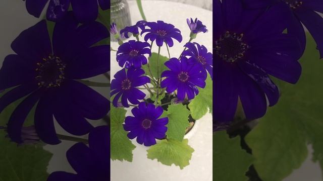 Цветок цинерария комнатная