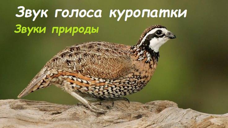Звук голоса куропатки. Звуки природы