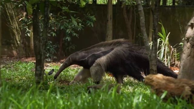Речное сафари в парке Wildlife Park в Сингапуре