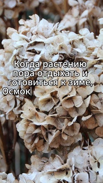 Почему осмокот может навредить растению?