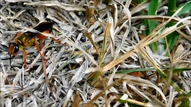 The Giant Golden Digger Wasp