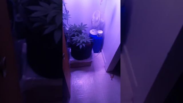 OCS Pink Lemonade, Deep Purple,Lemon Haze and Gelato Autofem LEGAL CANADIAN GROW.(VEG UPDATE)