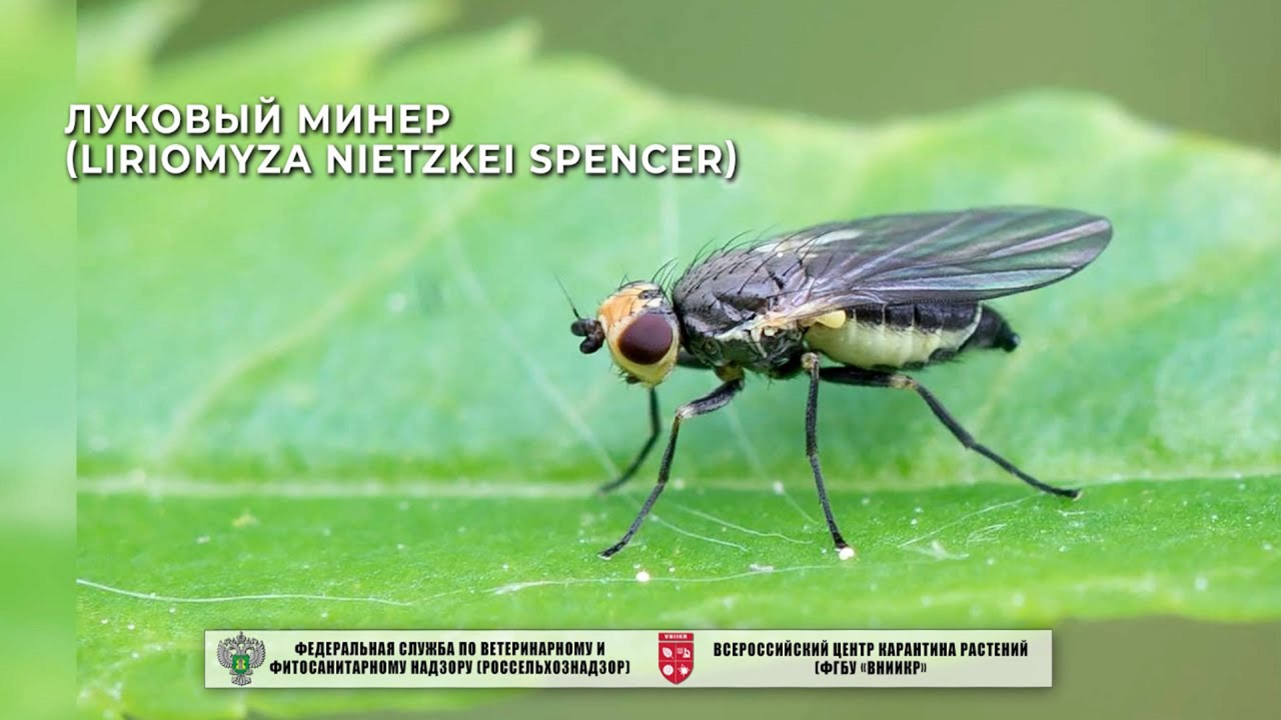 Луковый минер (Liriomyza nietzkei Spencer)