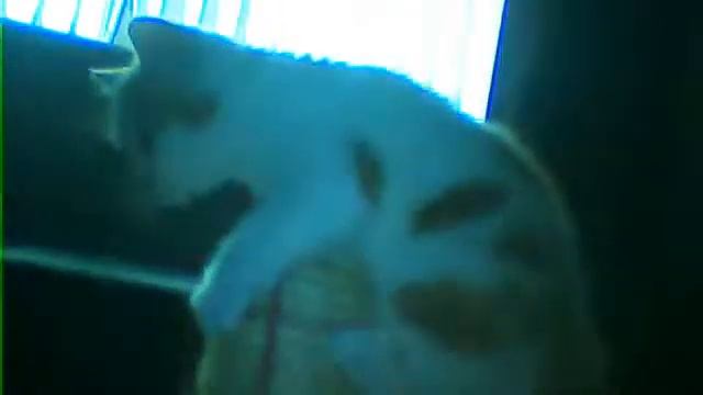 cat falls of scratch post