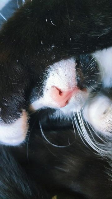 кот БУБЛИК