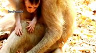 So Cute!Duke lay on ground eat thumb so hungry much waiting milk,Barbi happy run jump up&down