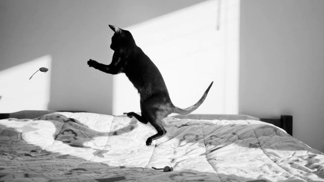 Shadow Dancer - Catmoves