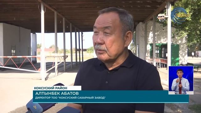 Коксуский сахарный завод начал прием сладкого корнеплода нового урожая