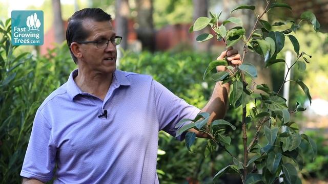 Is My Tree ALIVE or DYING? Performing a Scratch Test