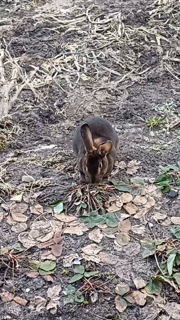 Нежданный гость в огороде 🐇👍