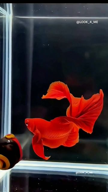 🐠 Hellboy | 地獄の少年 #shorts #redfish #bettafish #redbetta
