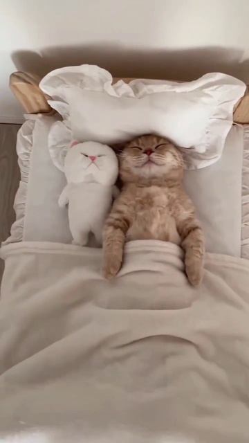 Кот спит в кровати