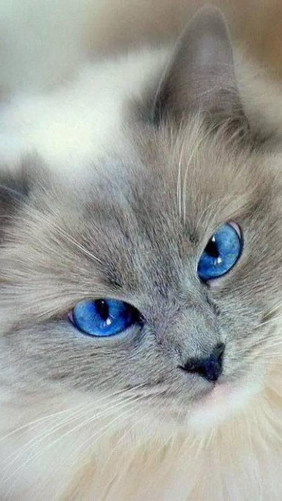 КОШКИ