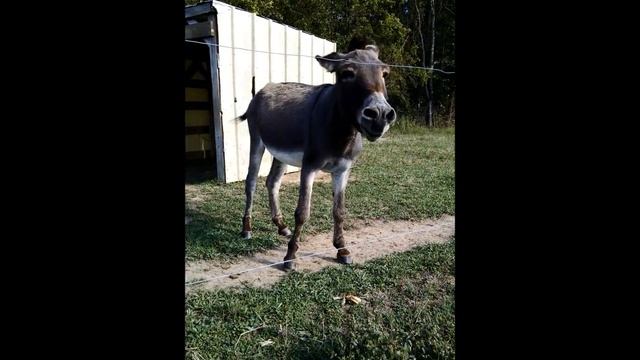 Donkey bray ( loud )   Keyfarm