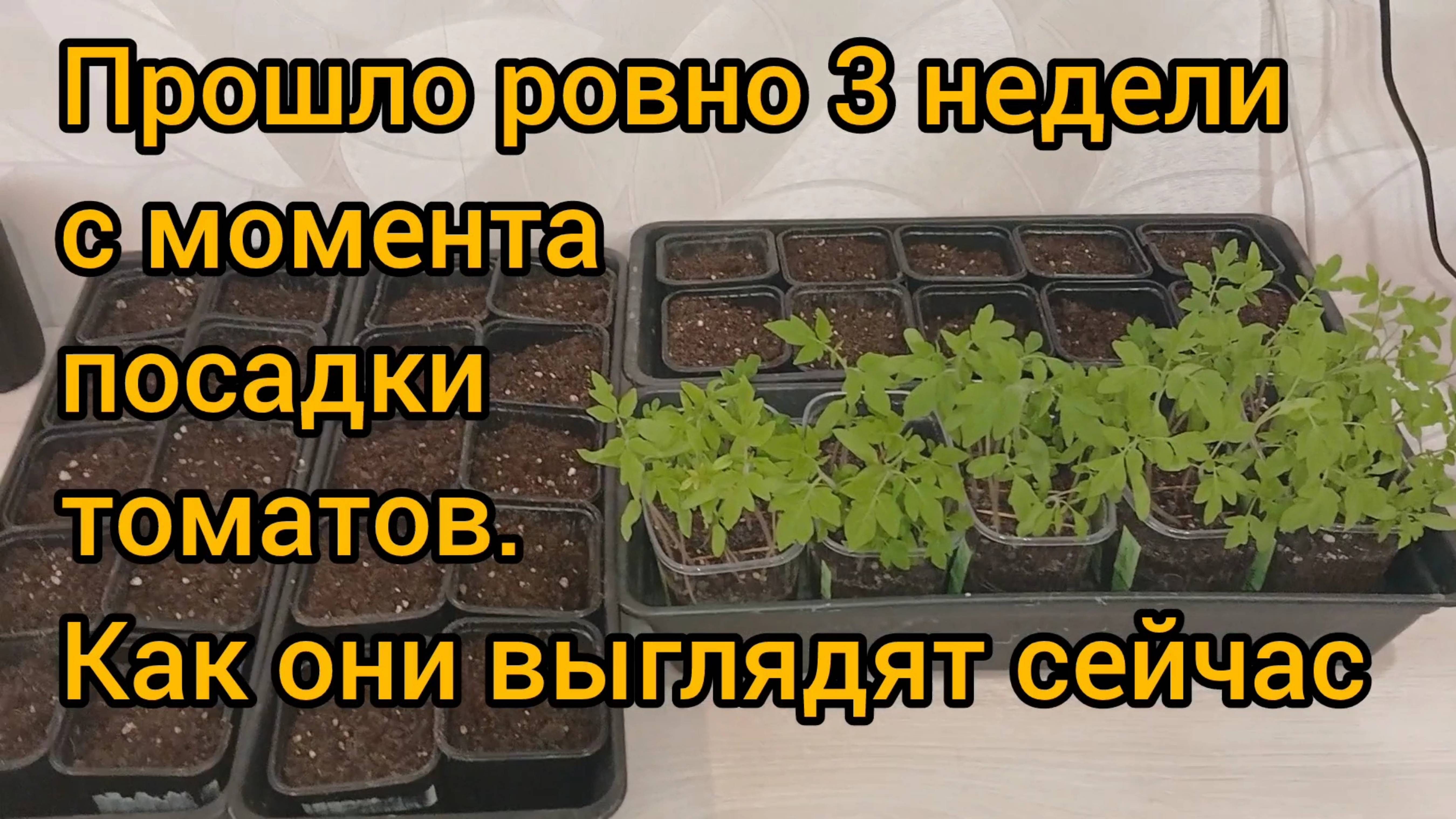 Рассада томатов за 3 недели на подоконнике без танцев с бубнами. Хватит с замачивать и обрабатывать!