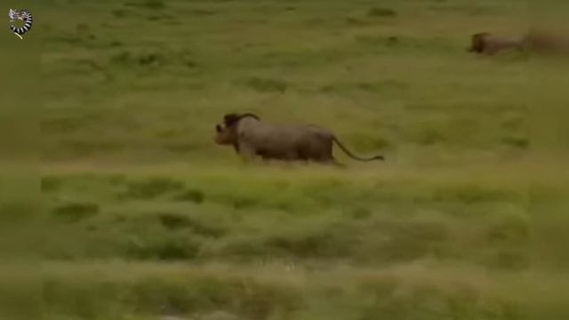 БУЙВОЛ КИНУЛСЯ на ПОМОЩЬ , но ПОЛУЧИВ КОГТЯМИ по МОРДЕ, ОТСТУПИЛ