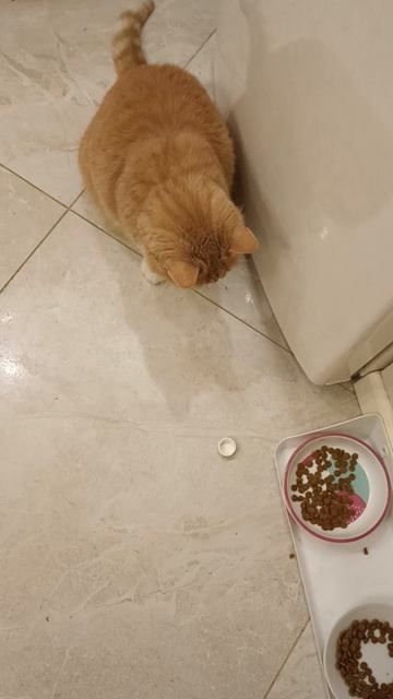 Кошка гоняет крышку
