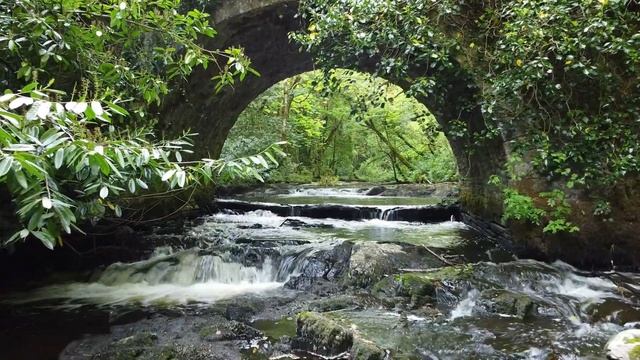 Virginia Forest  - Bridge & river