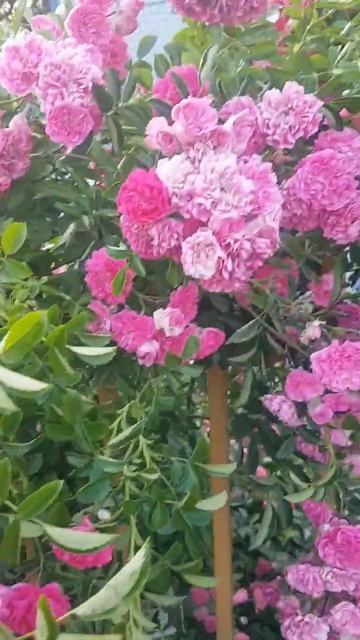 Blooming rose bushes.