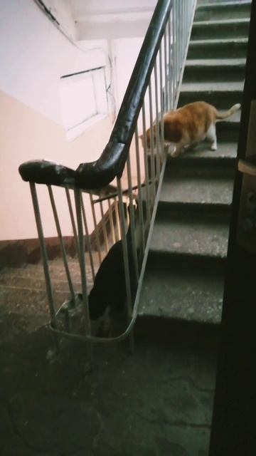 21.03.25 /курьер за дверь, коты за ним.